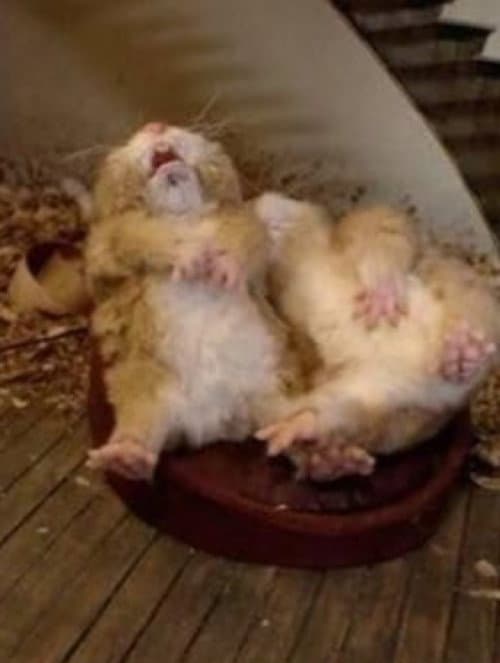 Fat Hamster